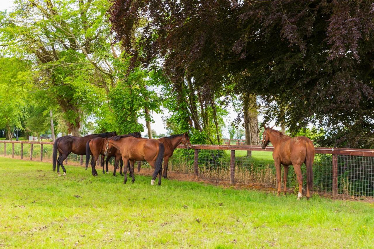 Bective Stud Apartments Navan Bagian luar foto